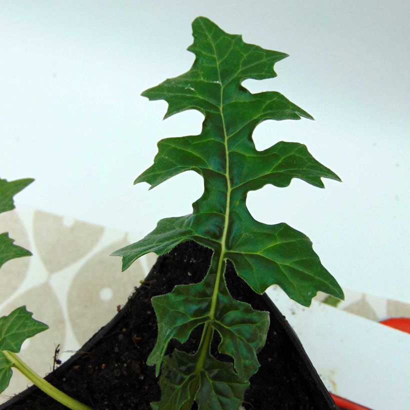 Acanthus hungaricus White Lips - Hongaarse berenklauw (Foliage)