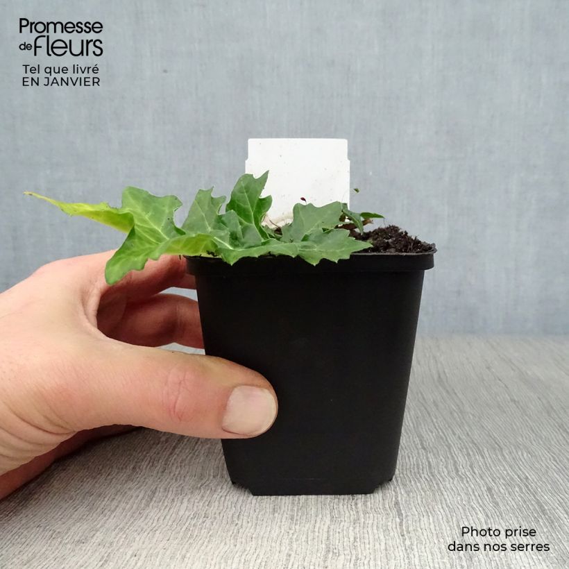 Example of Acanthus hungaricus White Lips - Hongaarse berenklauw Kweekpotje van 8/9 cm as you get in hiver