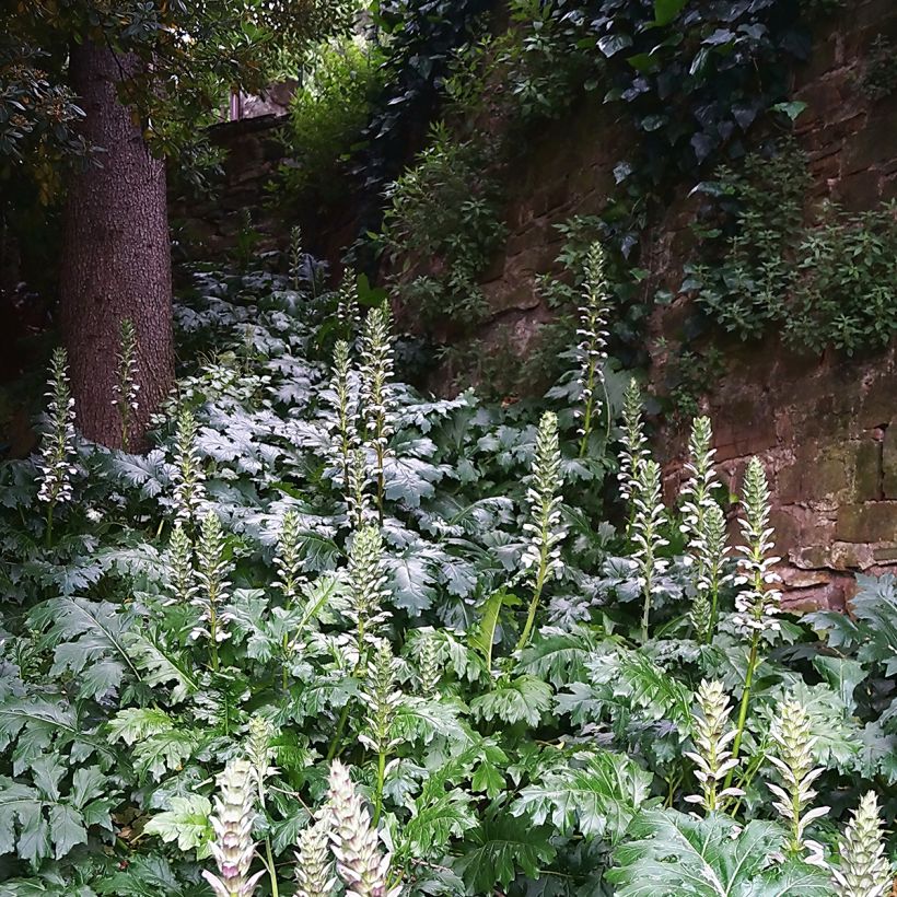 Acanthus mollis - Berenklauw (Groeiplaats)