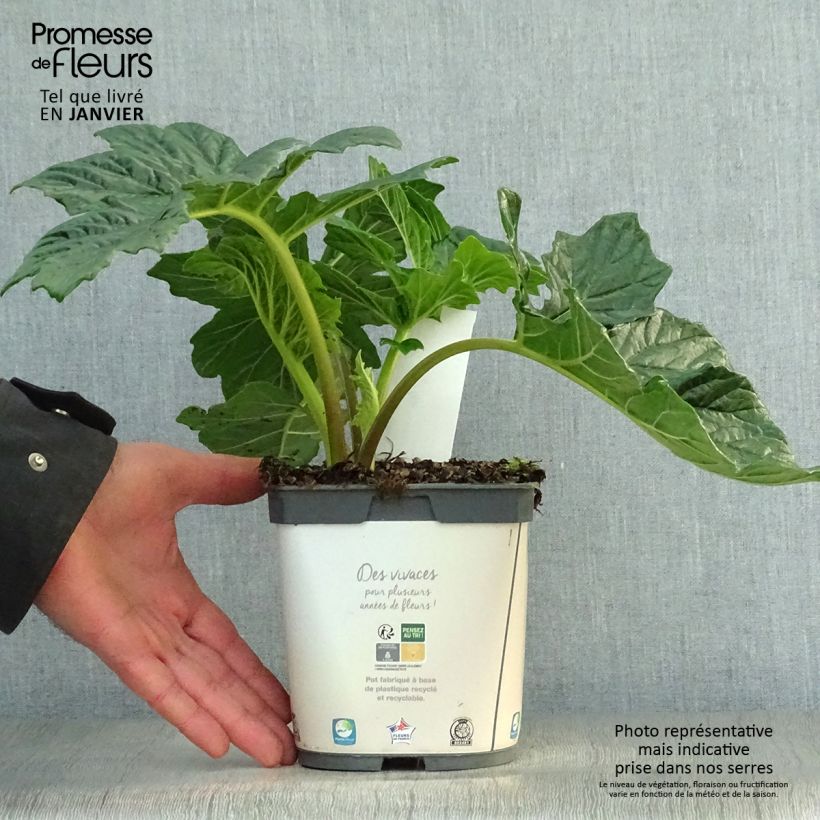 Example of Acanthus mollis - Berenklauw Pot van 2 l/3 l as you get in hiver