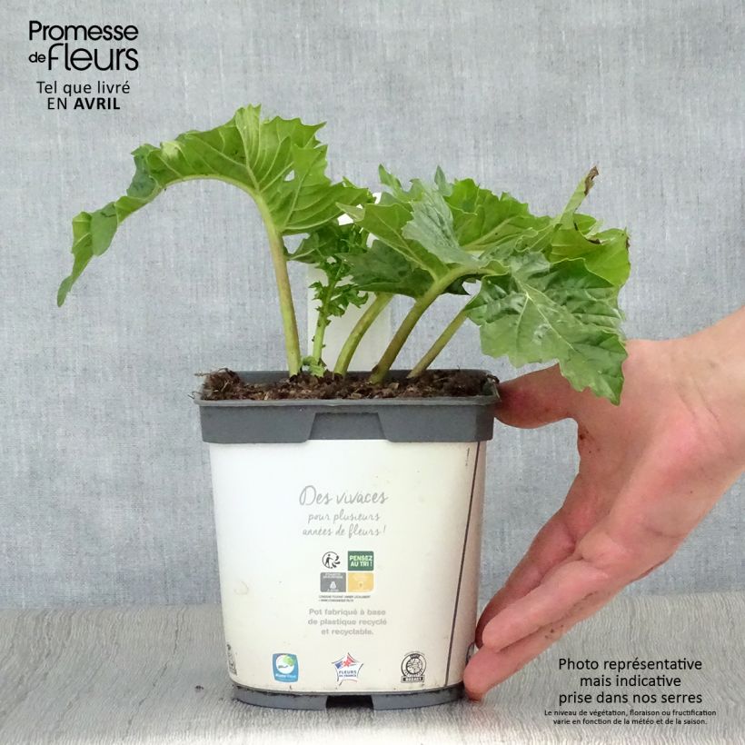 Exemplaar van Acanthus mollis - Berenklauw Pot van 2 l/3 l zoals geleverd in de lente