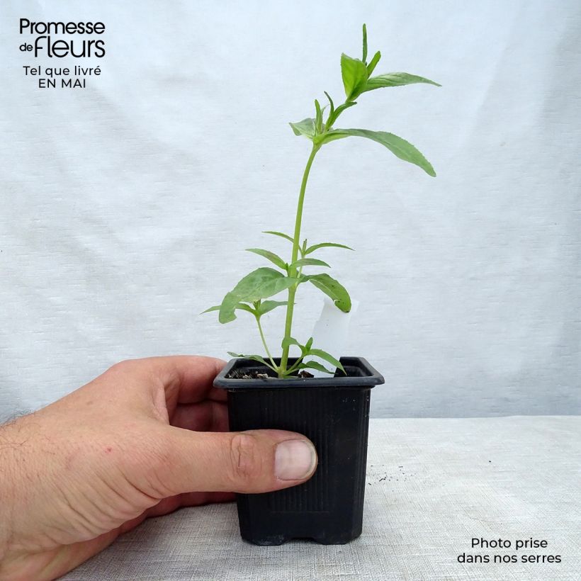 Exemplaar van Acanthus mollis - Berenklauw Kweekpotje van 7/8 cm zoals geleverd in de lente