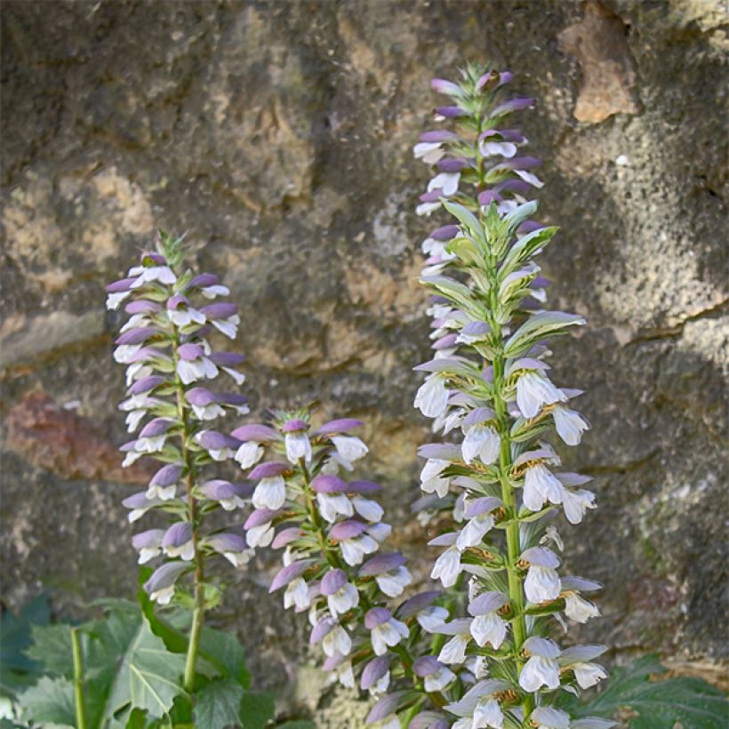 Acanthus mollis Hollards Gold - Berenklauw (Flowering)