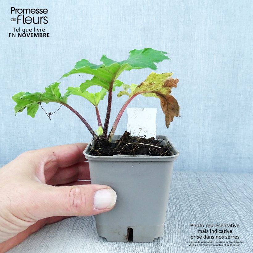 Exemplaar van Acanthus mollis Hollards Gold - Berenklauw Kweekpotje van 8/9 cm zoals geleverd in de herfst