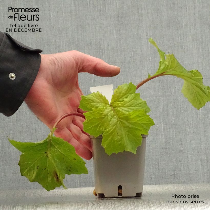 Example of Acanthus mollis Hollards Gold - Acanthe dorée Kweekpotje van 8/9 cm as you get in hiver