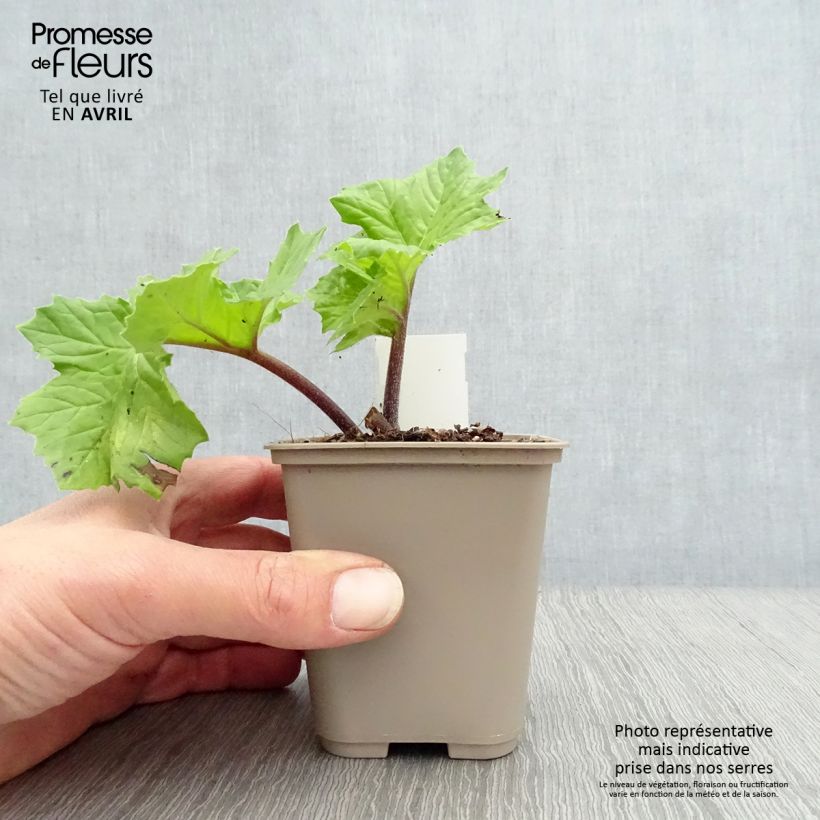 Exemplaar van Acanthus mollis Hollards Gold - Berenklauw Kweekpotje van 8/9 cm zoals geleverd in de lente