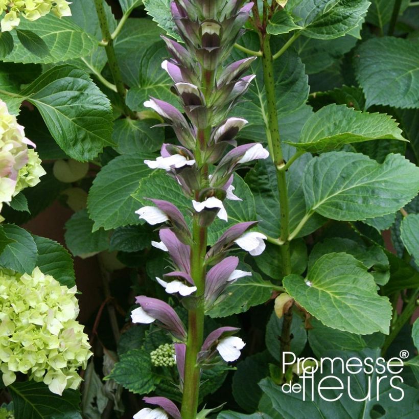 Acanthus mollis Latifolius - Berenklauw (Flowering)