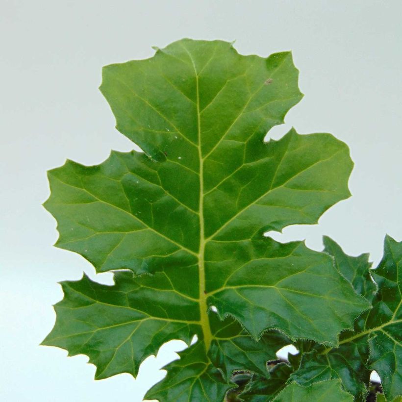 Acanthus mollis Rue Ledan - Berenklauw (Foliage)