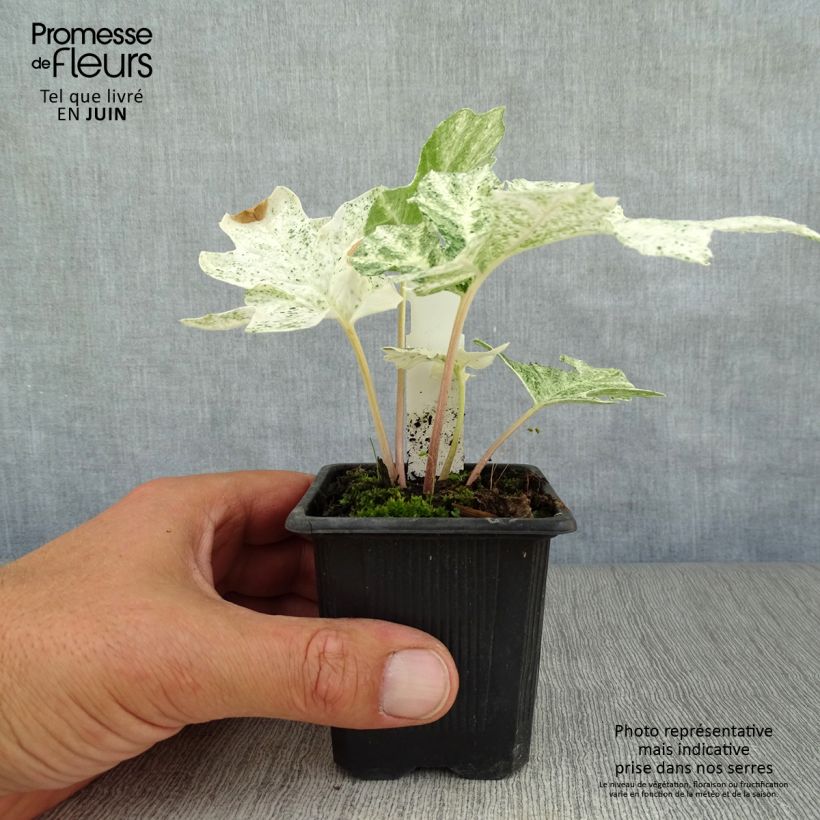 Exemplaar van Acanthus mollis Tasmanian Angel - Berenklauw Kweekpotje van 8/9 cm zoals geleverd in de zomer