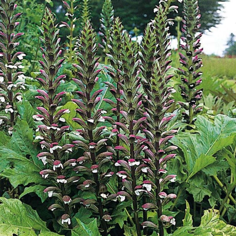 Acanthus mollis - Berenklauw (Flowering)