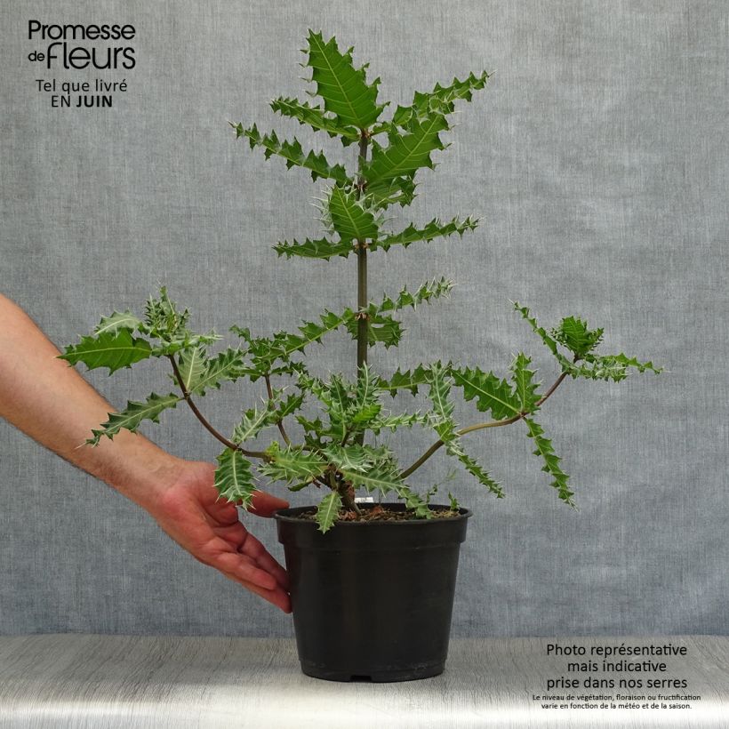 Exemplaar van Acanthus sennii Pot van 4 l/5 l zoals geleverd in de zomer
