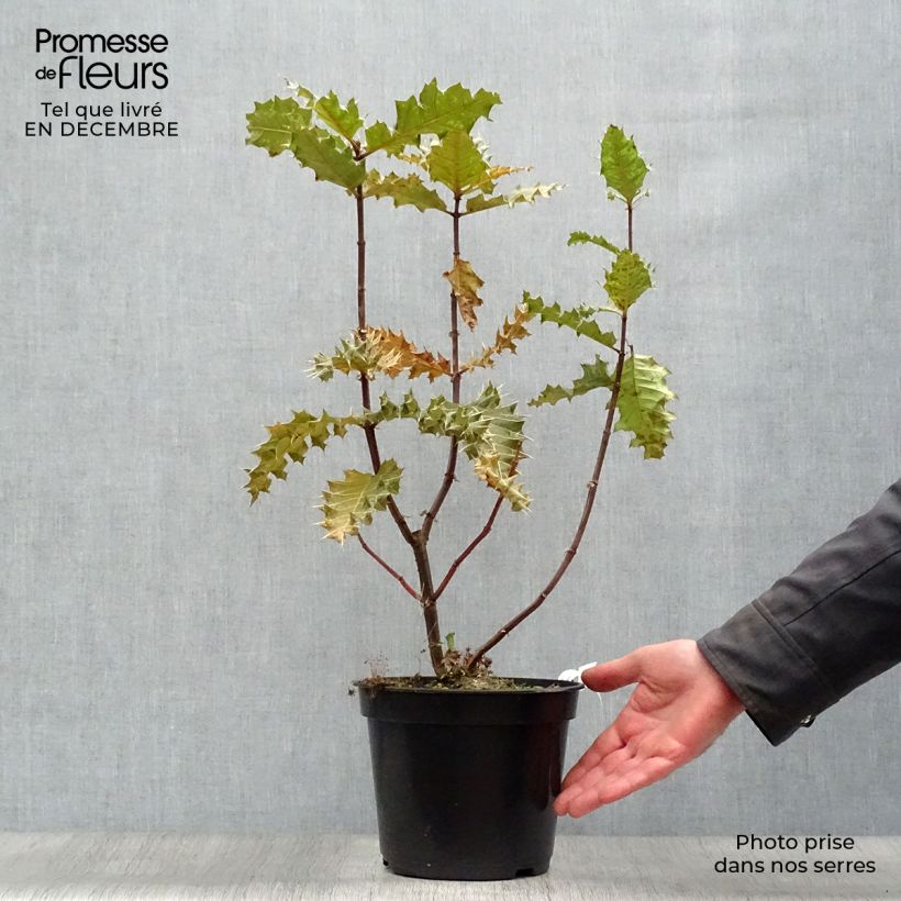 Example of Acanthus sennii Pot van 4 l/5 l as you get in hiver