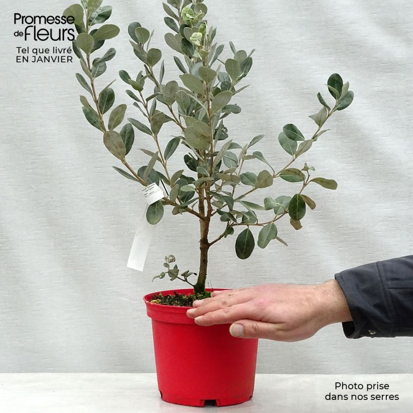 Exemplaar van Ananasguave Coolidge (autofertiel) Pot van 2 l/3 l zoals geleverd in de winter