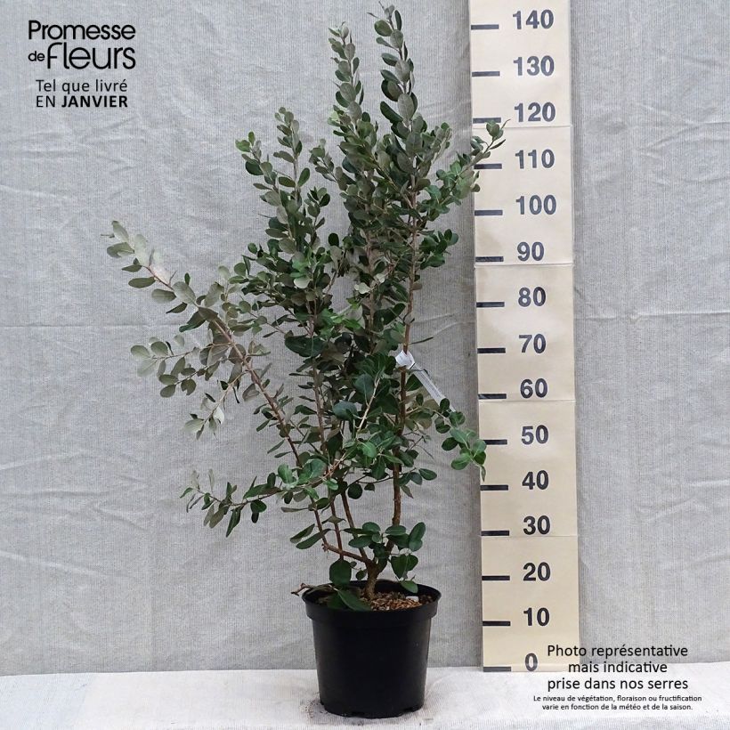 Exemplaar van Ananasguave Coolidge (autofertiel) Pot van 4 l/5 l zoals geleverd in de winter