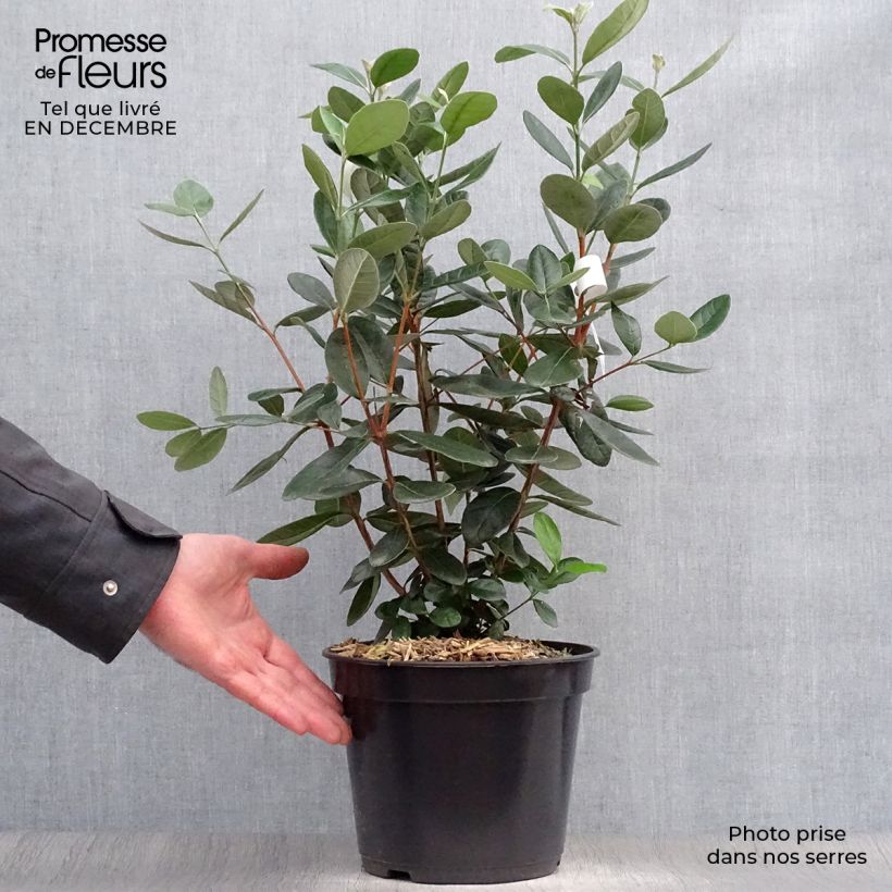 Exemplaar van Ananasguave - Acca sellowiana Pot van 4 l/5 l zoals geleverd in de winter