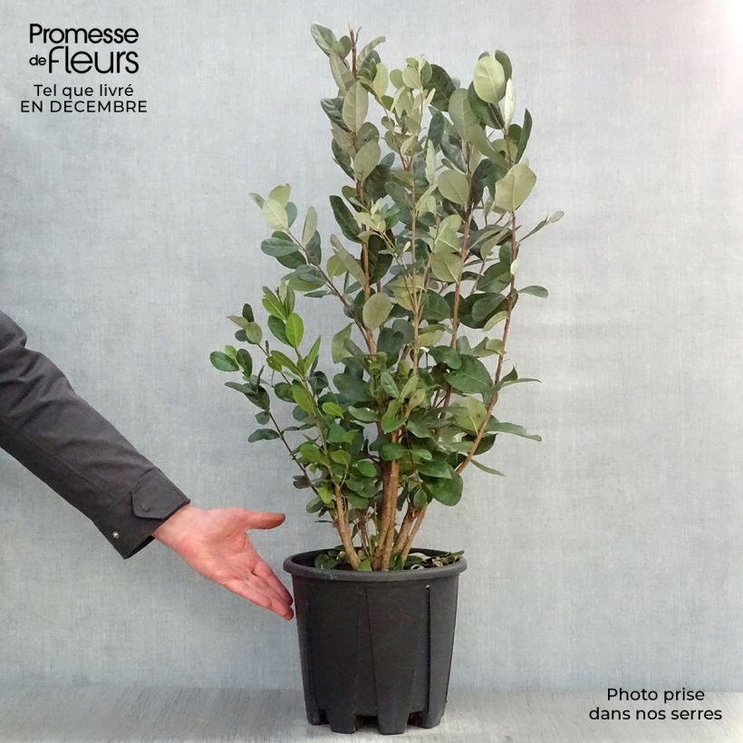 Exemplaar van Ananasguave - Acca sellowiana Pot van 7,5 l/10 l zoals geleverd in de winter