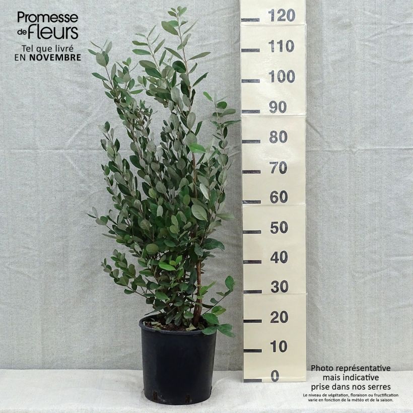 Exemplaar van Ananasguave - Acca sellowiana Pot van 7,5 l/10 l zoals geleverd in de herfst