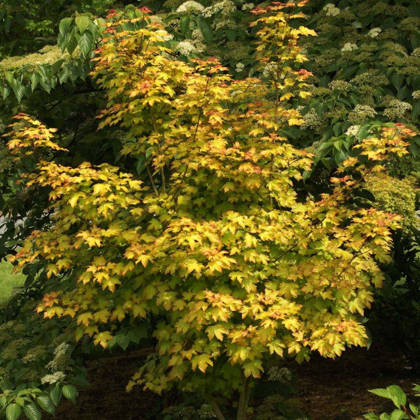 Acer x orientalia Minorient -  Esdoorn (Plant habit)