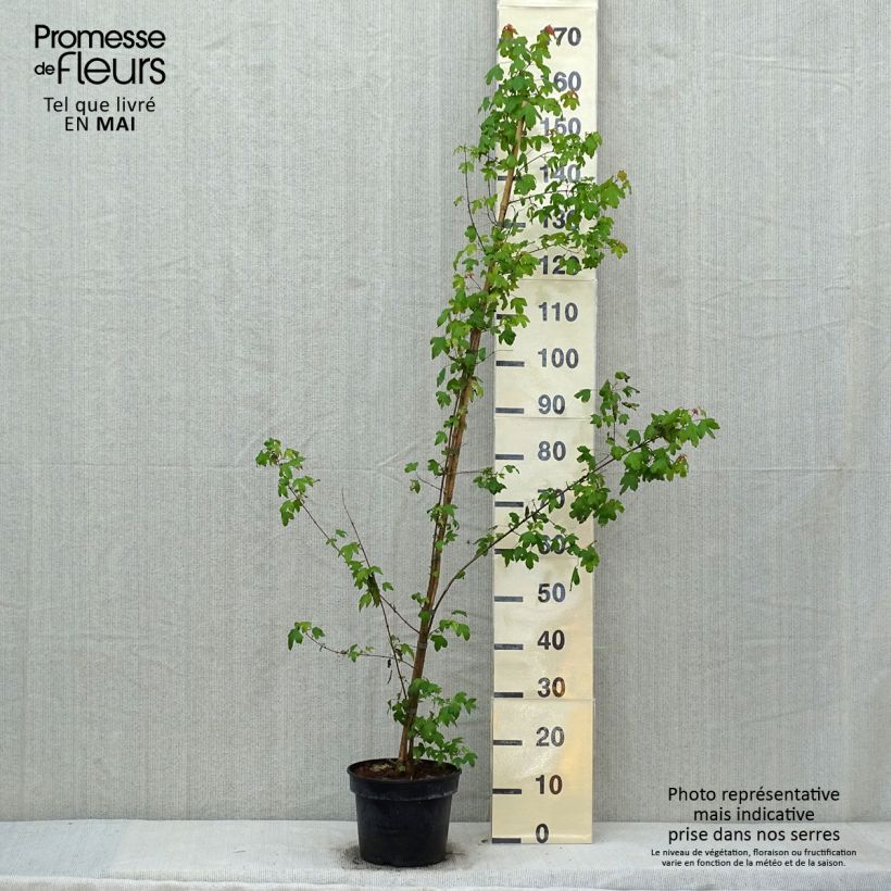 Exemplaar van Acer buergerianum - Drietandesdoorn Pot van 4 l/5 l zoals geleverd in de lente