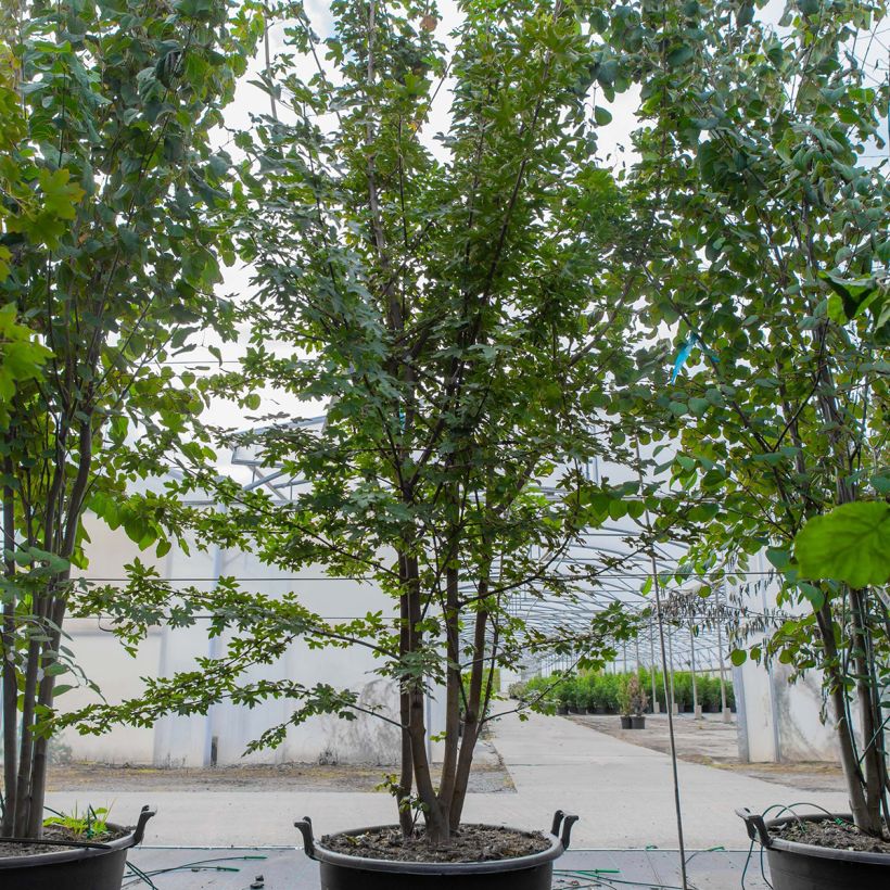 Example of Acer campestre - Veldesdoorn Pot van 70 l/75 l as you get in printemps