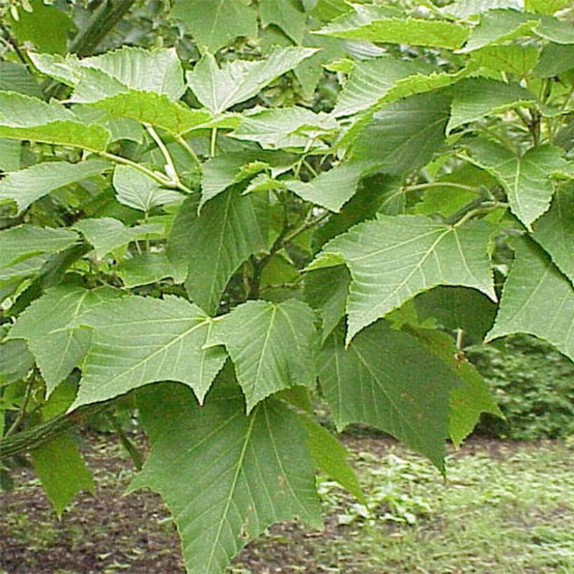 Acer capillipes - Slangenhuidesdoorn (Foliage)