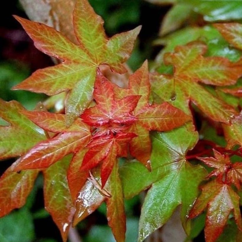 Acer cappadocicum Rubrum - Colchische esdoorn Rubrum (Foliage)