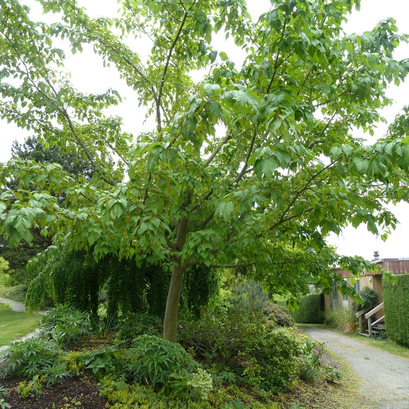 Acer conspicuum Silver Vein - Slangenhuidesdoorn (Plant habit)