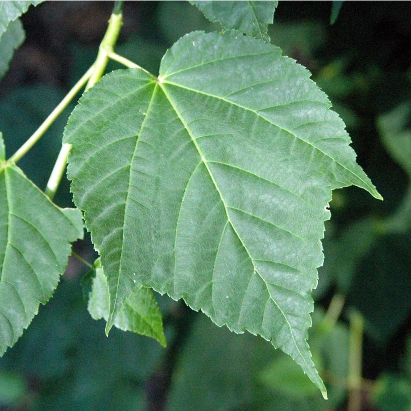 Acer davidii - Chinese esdoorn (Foliage)