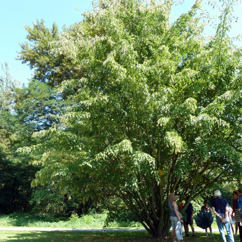Acer davidii - Chinese esdoorn (Plant habit)