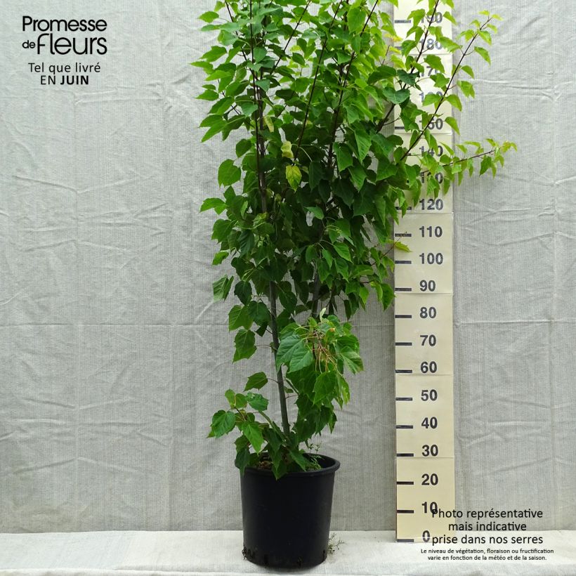Exemplaar van Acer davidii - Chinese esdoorn Pot van 20 l/25 l zoals geleverd in de lente