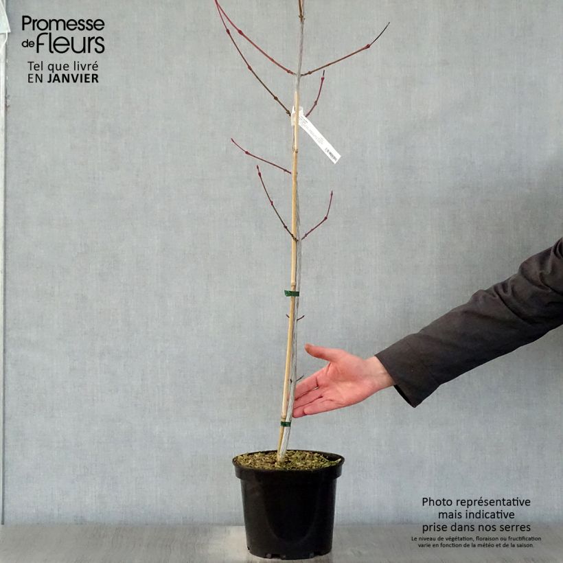 Example of Acer davidii Viper - Érable de David Pot van 4 l/5 l as you get in hiver