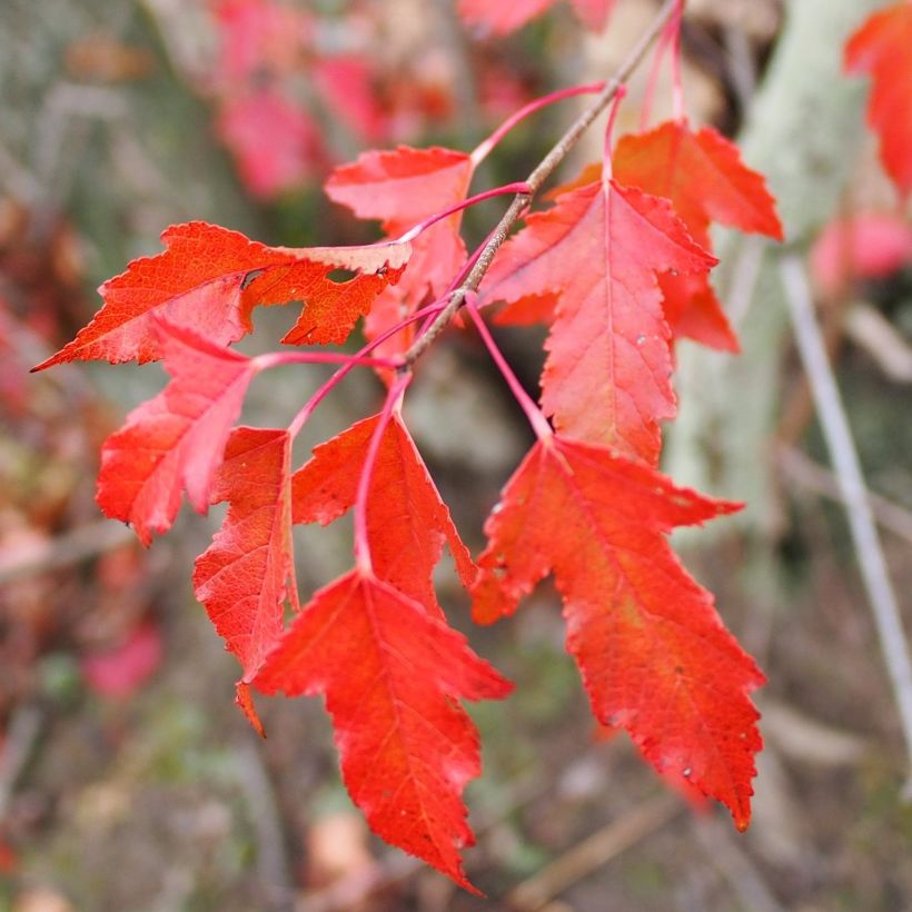 Acer tataricum subsp. ginnala - Amoer-esdoorn (Foliage)