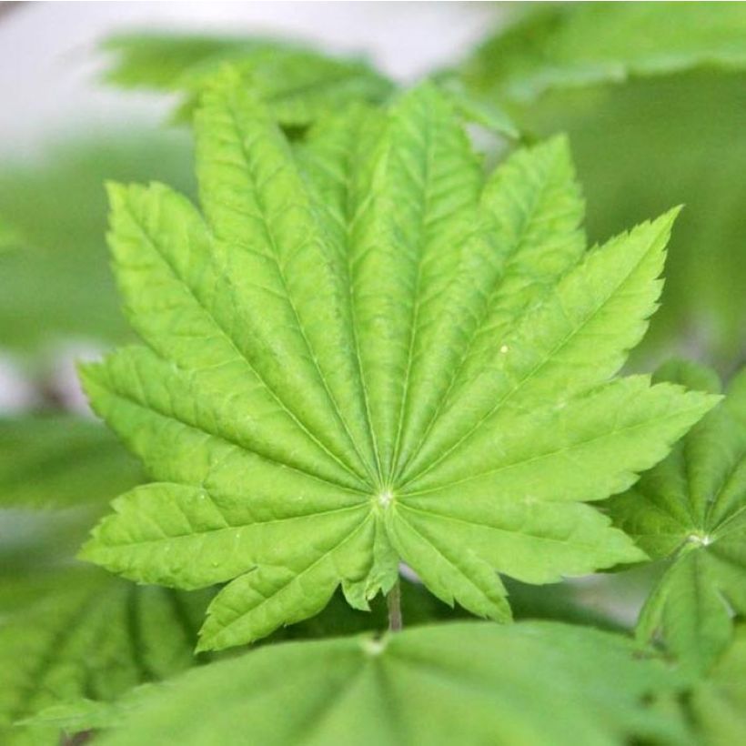 Acer japonicum Vitifolium - Japanse esdoorn (Foliage)