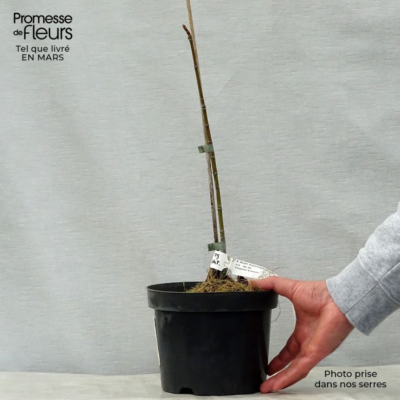 Example of Acer macrophyllum - Erable à grandes feuilles Pot van 7,5 l/10 l as you get in printemps