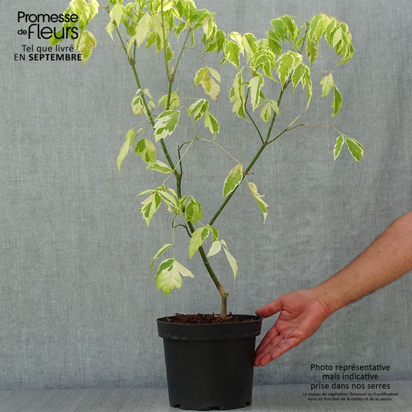 Exemplaar van Acer negundo Aureomarginatum - Vederesdoorn Pot van 7,5 l/10 l zoals geleverd in de herfst