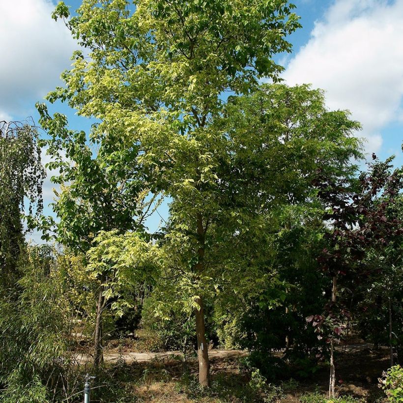 Acer negundo Aureovariegatum - Bonte vederesdoorn (Groeiplaats)