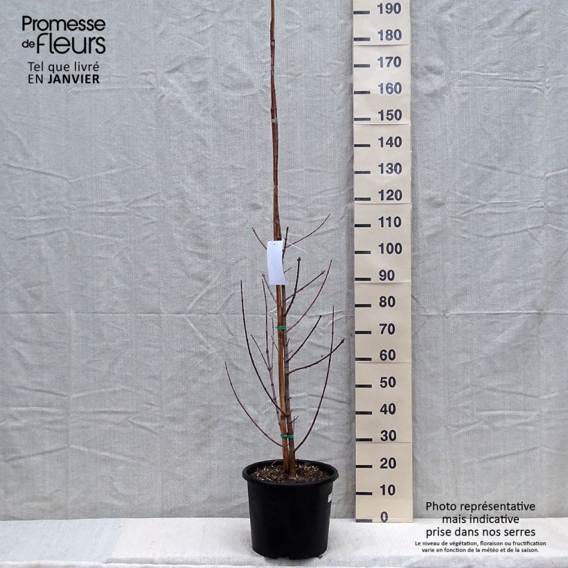 Example of Acer negundo Flamingo - Vederesdoorn Pot van 7,5 l/10 l as you get in hiver