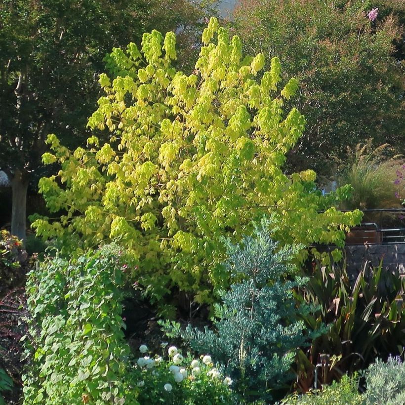 Acer negundo Kellys Gold - Vederesdoorn (Plant habit)