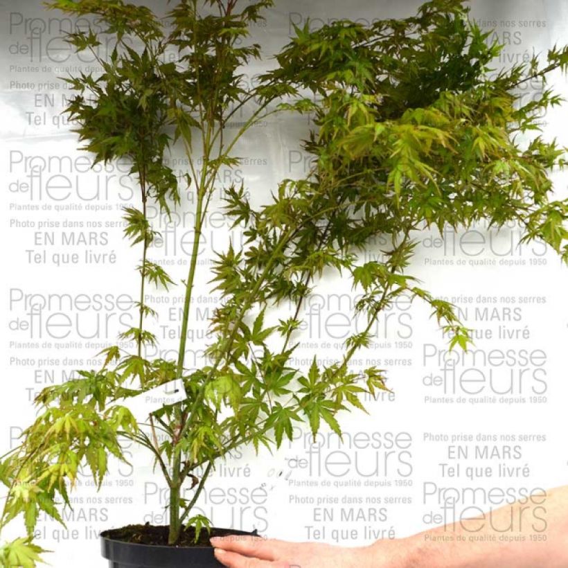 Voorbeeld van een exemplaar van Acer palmatum - Japanse esdoorn Pot van 3 l/4 l zoals geleverd