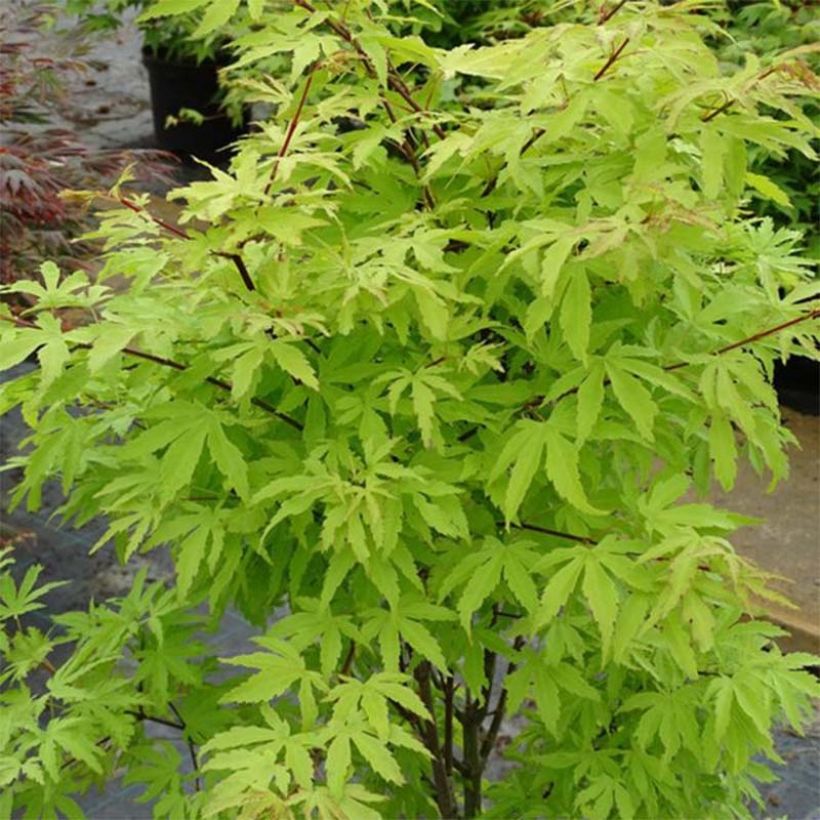 Acer palmatum Anne Irene - Japanse esdoorn (Plant habit)