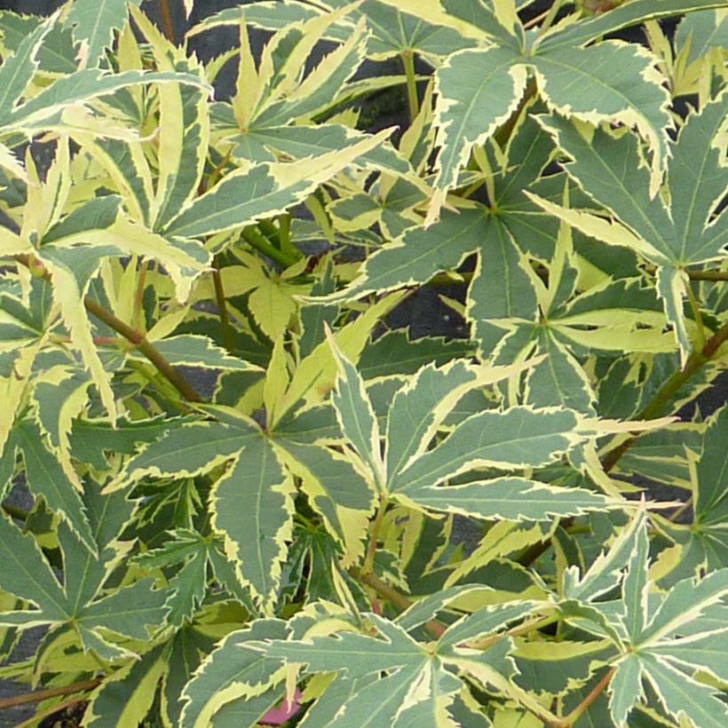 Acer palmatum Beni Shichihenge - Japanse esdoorn (Foliage)
