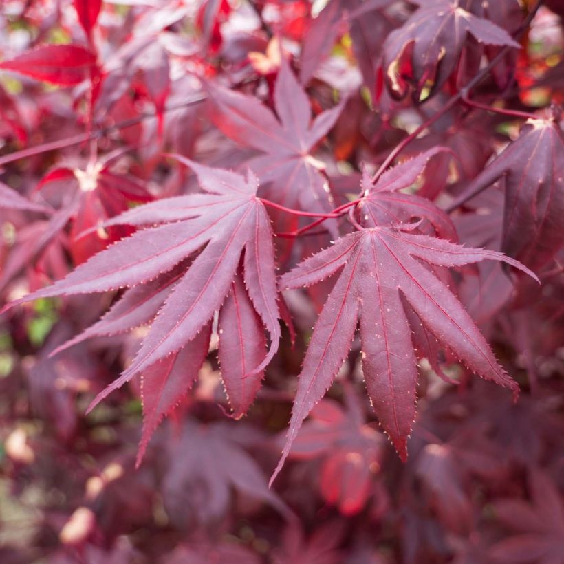Acer palmatum Bloodgood - Japanse esdoorn (Foliage)
