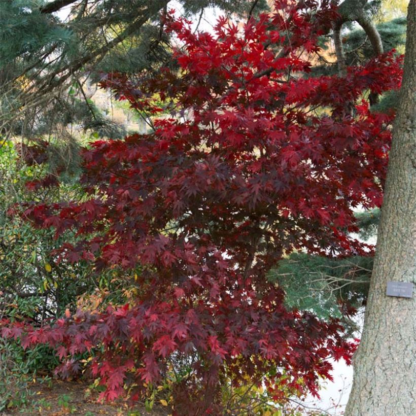 Acer palmatum Bloodgood - Japanse esdoorn (Plant habit)