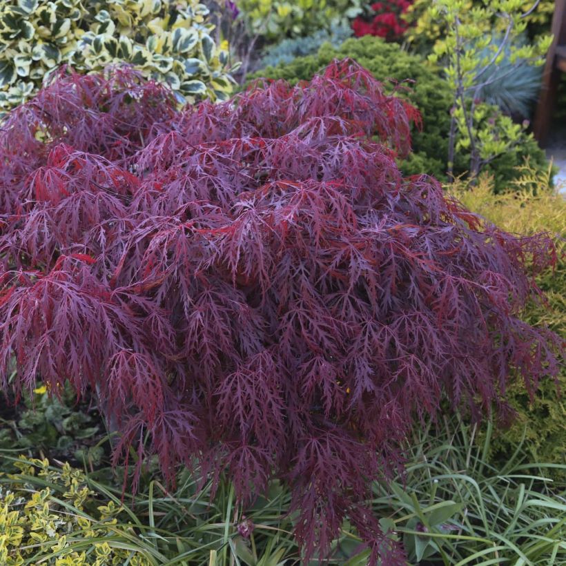 Acer palmatum var. dissectum Crimson Queen - Japanse esdoorn (Foliage)