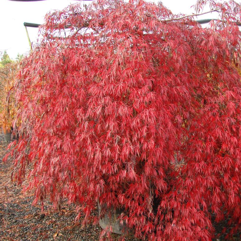 Acer palmatum var. dissectum Crimson Queen - Japanse esdoorn (Plant habit)