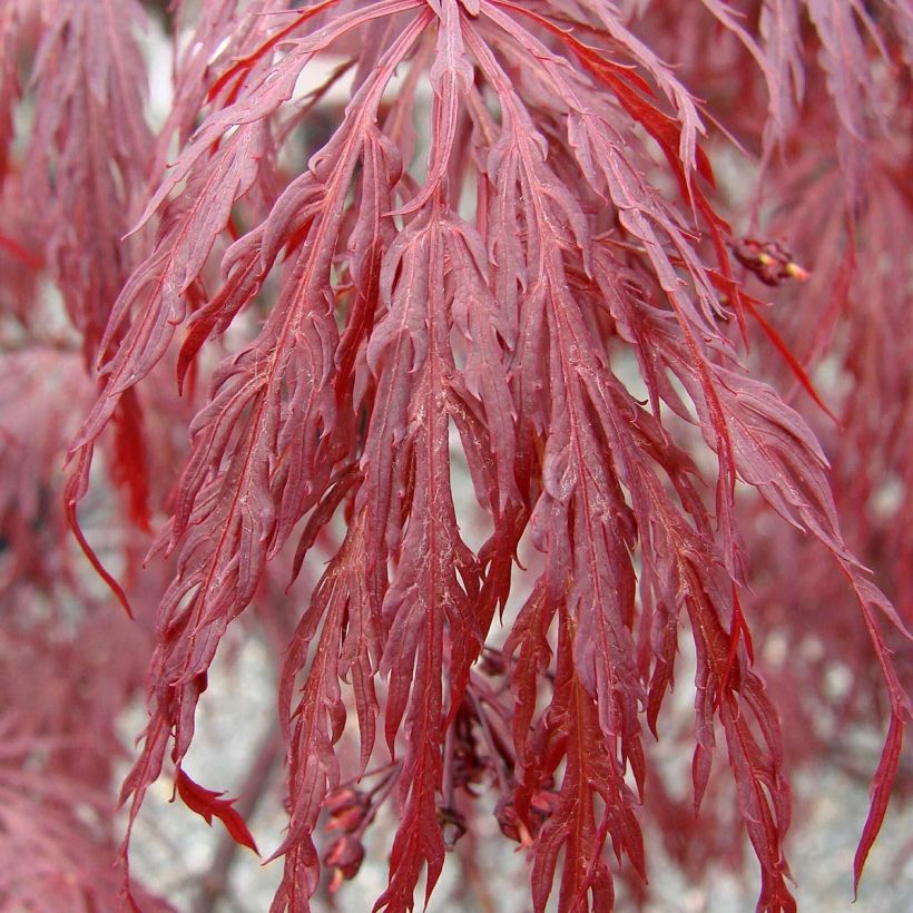 Acer palmatum Dissectum Tamukeyama - Japanse esdoorn (Foliage)