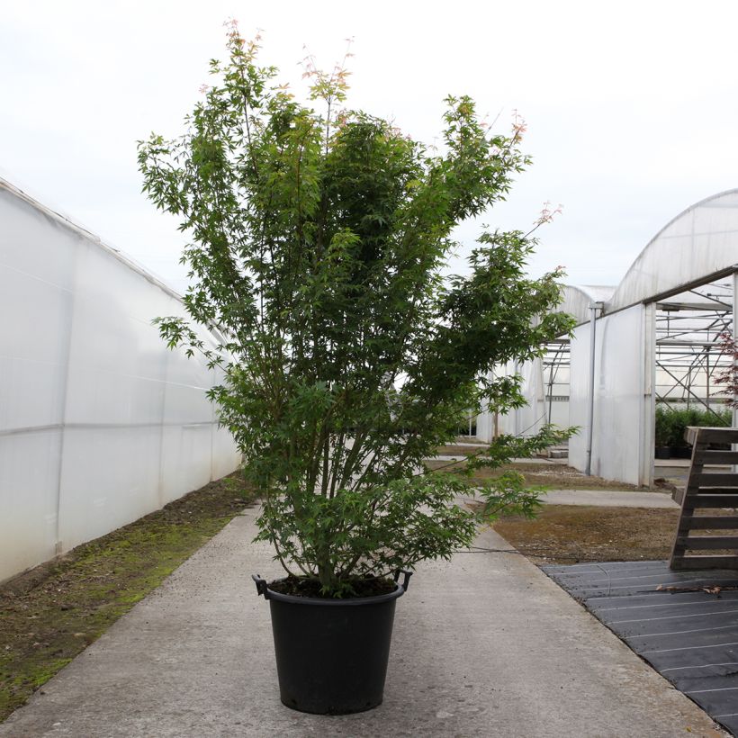 Example of Acer palmatum - Japanse esdoorn Pot van 50 l/55 l as you get in printemps