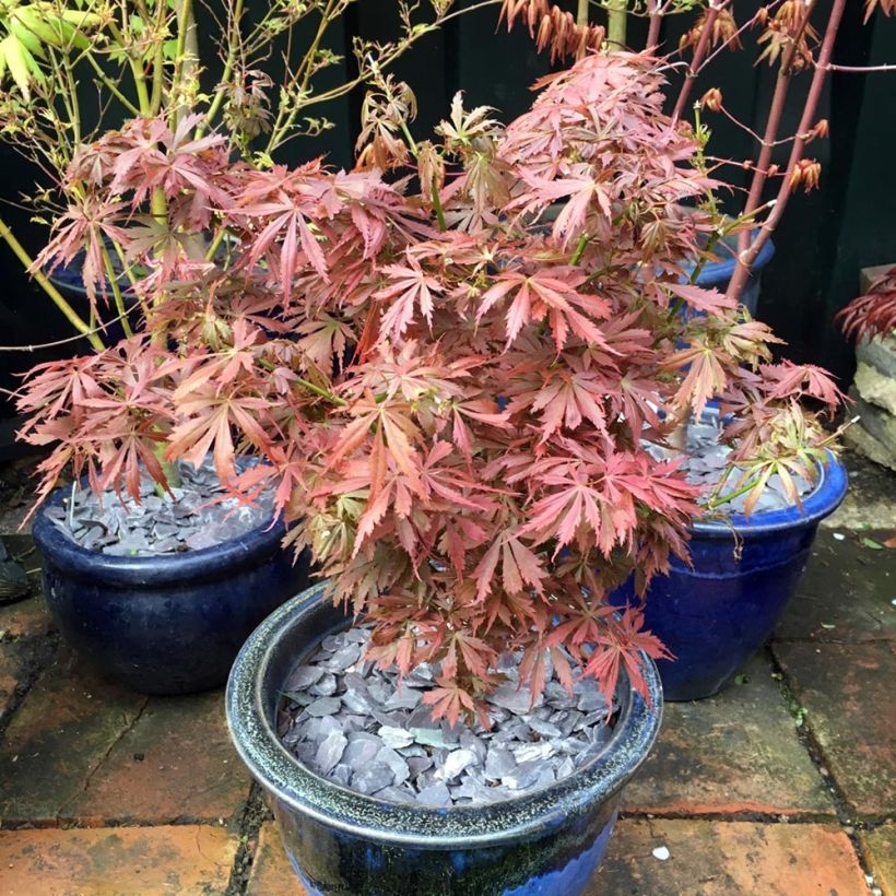 Acer palmatum Jerre Schwartz - Japanse esdoorn (Plant habit)
