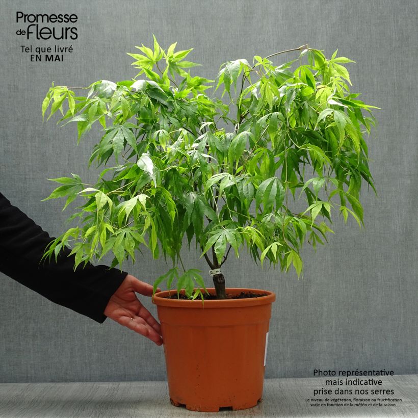 Example of Acer palmatum Koto-No-Ito - Japanse esdoorn Pot van 6 l/7 l as you get in printemps
