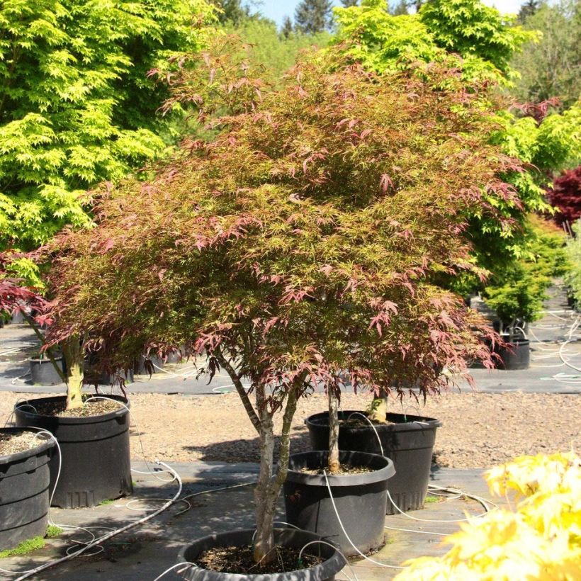 Acer palmatum Manyo-No-Sato - Japanse esdoorn (Plant habit)